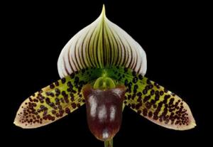 Paphiopedilum Captivatingly Wood