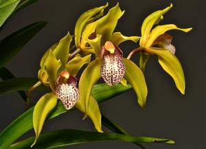 Cymbidium Funny Face