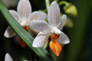 Phalaenopsis Mini Mark