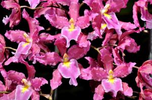 Oncidium Pacific Lust