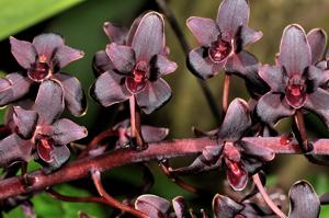 Cymbidium Helen Bannerman