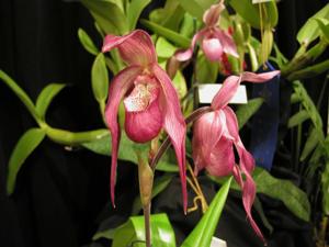 Phragmipedium China Dragon