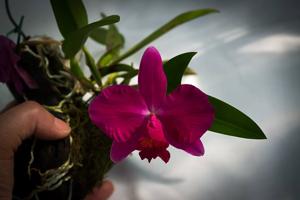 Cattleya Pink Diamond