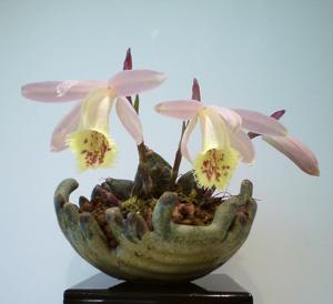 Pleione Shantung