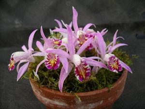 Pleione Confirmation