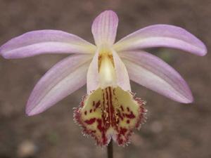 Pleione Santorini