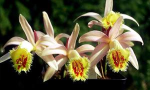 Pleione Shantung