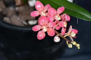 Sarcochilus Velvet