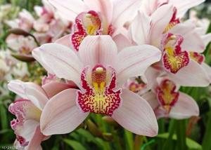 Cymbidium Christmas Beauty