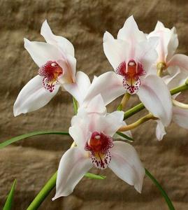 Cymbidium Atlantes