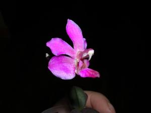 Phalaenopsis San Shia Swan