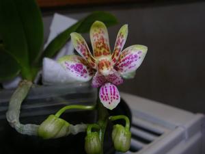 Phalaenopsis Calypso Musick