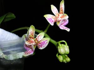 Phalaenopsis Calypso Musick