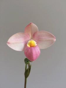 Phragmipedium Michel Tremblay