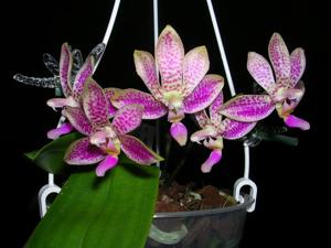 Phalaenopsis Alfinia