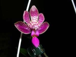 Phalaenopsis Alfinia