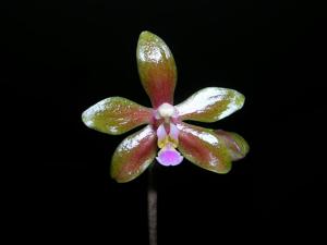 Phalaenopsis Marianne Schmoll