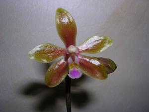 Phalaenopsis Marianne Schmoll