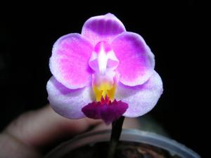 Phalaenopsis Pornwalee Jongdamkerng