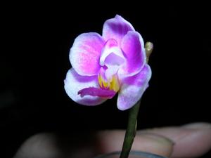 Phalaenopsis Pornwalee Jongdamkerng