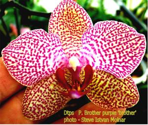 Phalaenopsis Brother Purple