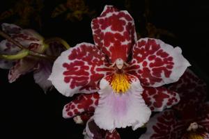 Oncostelopsis Helmut Sang