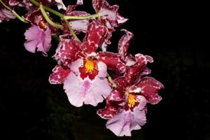 Oncostelopsis Helmut Sang