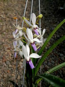 Holcovanstylis Blue Jenny