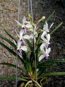 Holcovanstylis Blue Jenny