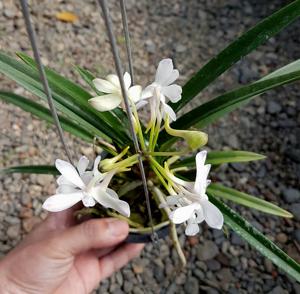 Holcovanstylis Blue Jenny