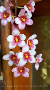 Sarcochilus Sharaz