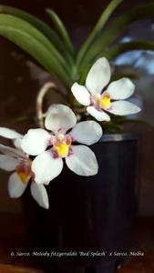 Sarcochilus Melody