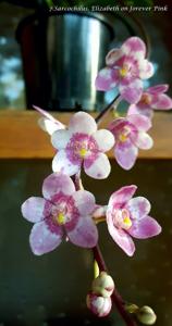 Sarcochilus Elizabeth