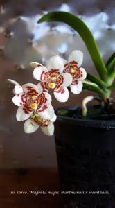 Sarcochilus Weinhart