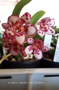 Sarcochilus Gabrielle