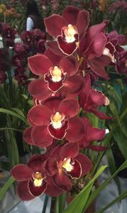 Cymbidium Flaming Vulcan