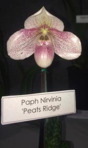 Paphiopedilum Nirvana