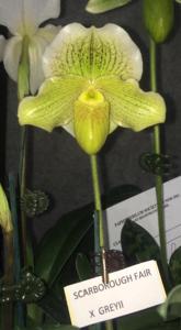 <i>Paphiopedilum</i> Jade Pagoda