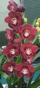 Cymbidium Khan Fury