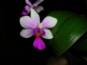 Phalaenopsis Equiwilson