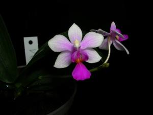 Phalaenopsis Equiwilson