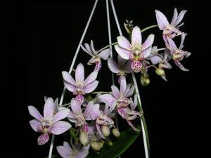 Phalaenopsis Donna's Delight