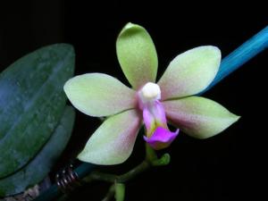 Phalaenopsis China Wonder