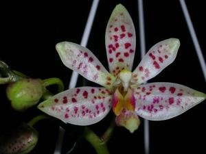 Phalaenopsis Freckle Baby