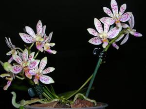 Phalaenopsis Freckle Baby