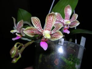 Phalaenopsis Java Mini