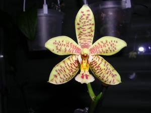 Phalaenopsis Stuartiano-Mannii
