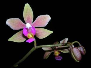 Phalaenopsis Simon Schunter