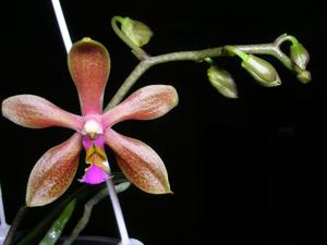 Phalaenopsis Sienna
