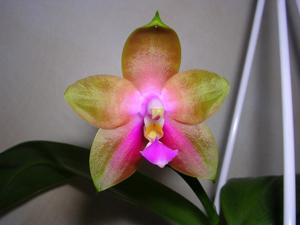 Phalaenopsis Penang Girl